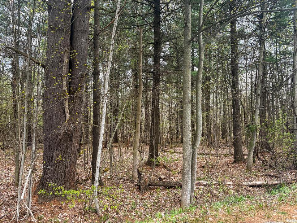 LotCInBurke_Trees7