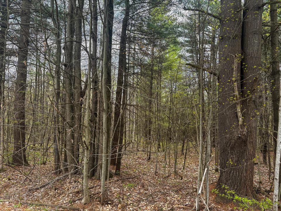 LotCInBurke_Trees8