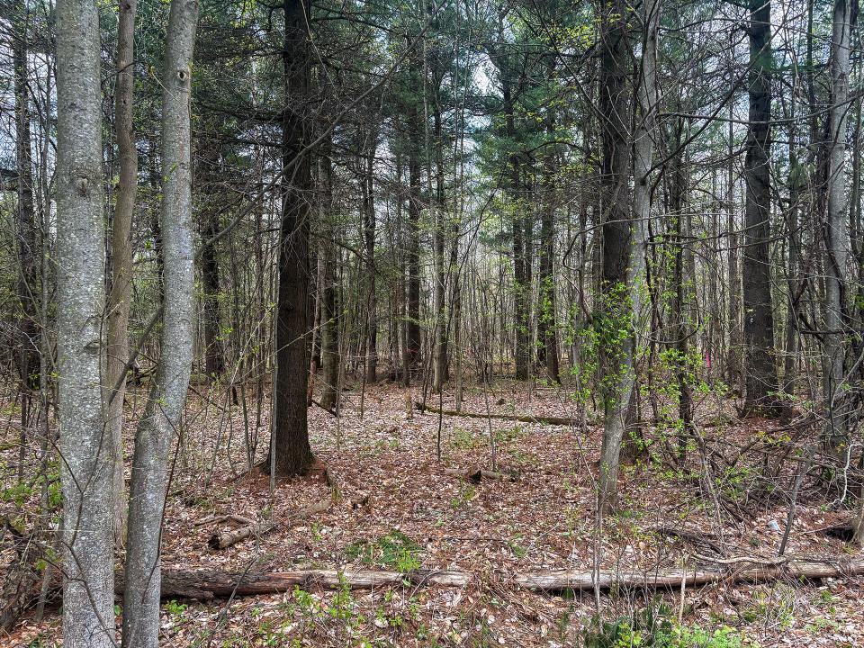 LotCInBurke_Trees9