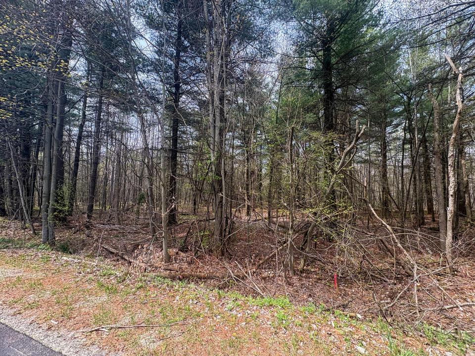 LotCInBurke_Trees10