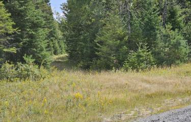 trail into Lot 17 #2