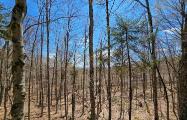 Filtered Mountain Views