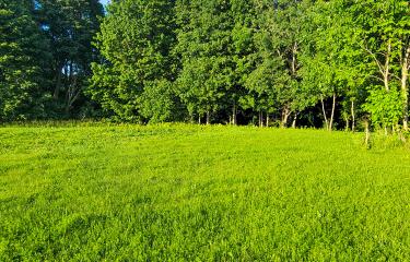 healy lawn2