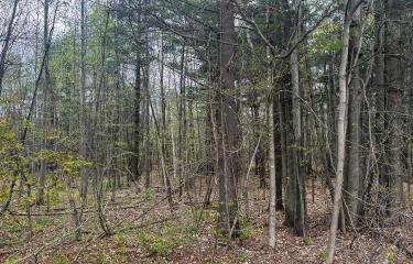 LotCInBurke_Trees